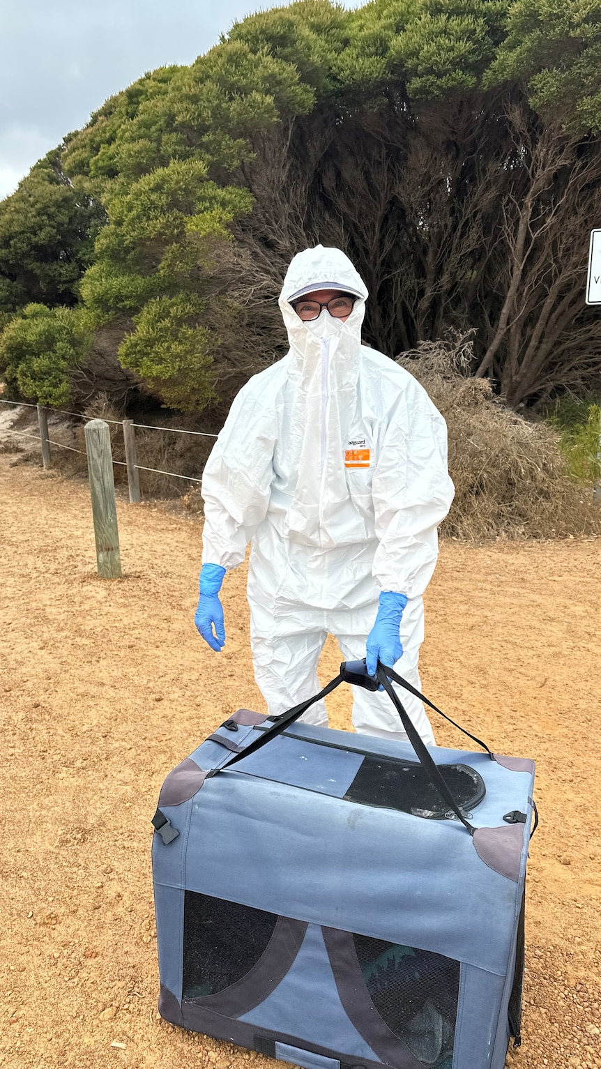 Person in white hazmat suit and blue rubber gloves holding a pet carrier.