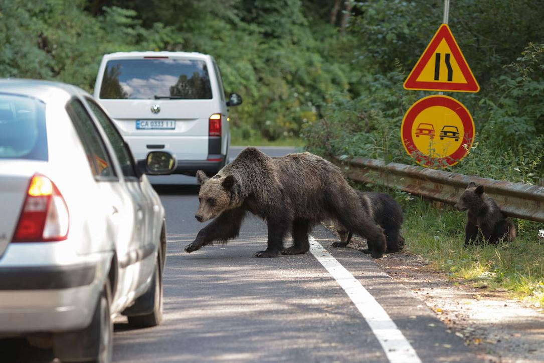 Romanian Senate quietly doubles quota of bears to be shot this year