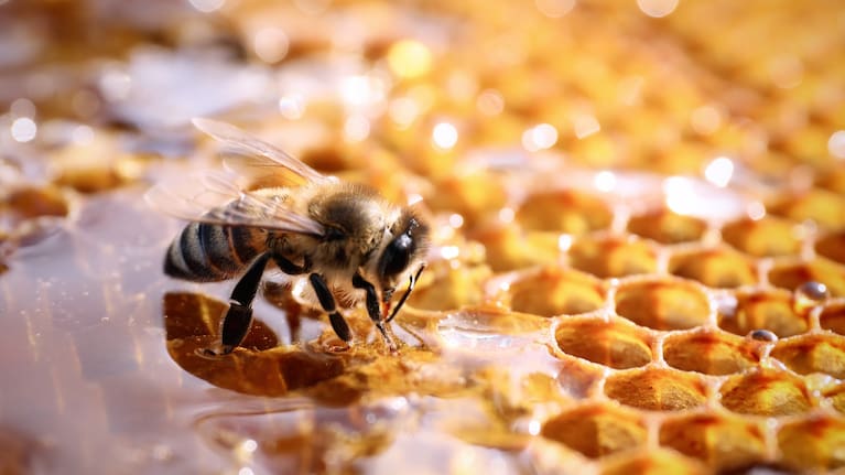 Honeycomb with a bee. File photo.
