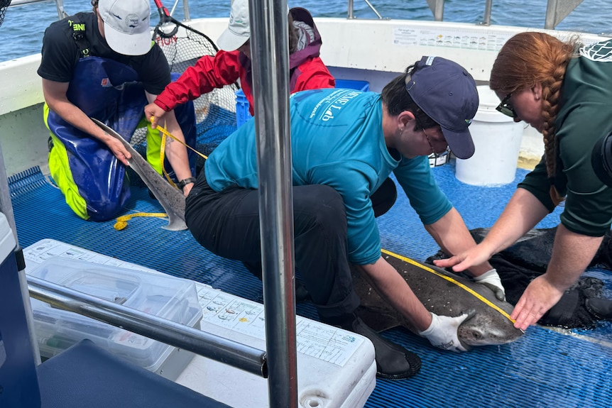 Four people on a boat with measuring tape, taking measurements of a 2 metre sevengill shark.