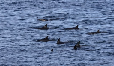 Wellington onlookers stunned by swarm of dolphins