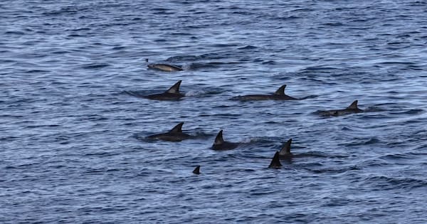 Wellington onlookers stunned by swarm of dolphins