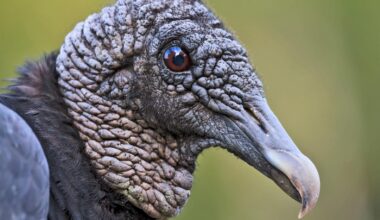 Bird flu is hitting black vultures hard