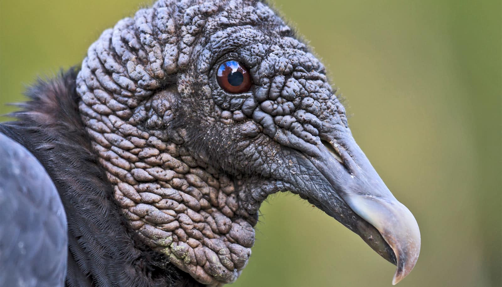 Bird flu is hitting black vultures hard