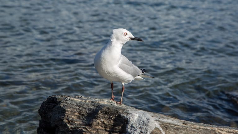 The Black -billed gull is endemic to NZ,