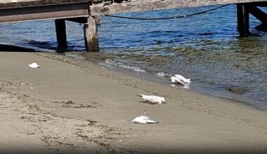 Threatened black-billed gulls found poisoned in Te Anau