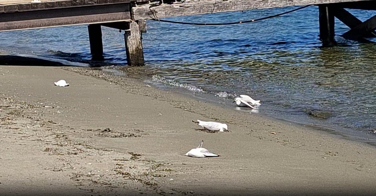 Threatened black-billed gulls found poisoned in Te Anau