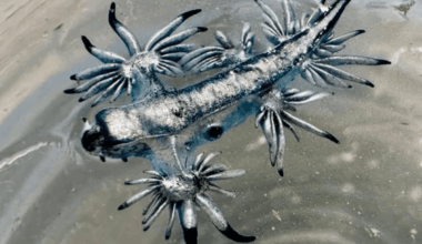 Blue Dragons Are Washing Up On Texas Shores, Experts Issue Urgent Warning