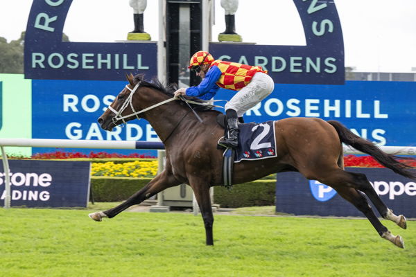 Autumn Boy won the G1 Caulfield Guineas last spring and now the Rosehill guineas - image Bradley Photos 