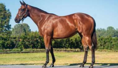 Anyone was a $650,000 Inglis Premier purchase.