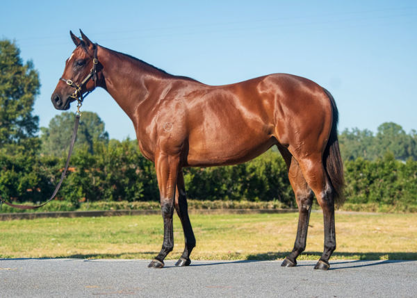 Anyone was a $650,000 Inglis Premier purchase.