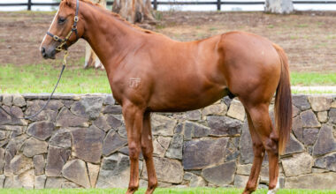 Lot 380 is a strapping colt by the sire of outstanding dual G1 winner Aeliana.