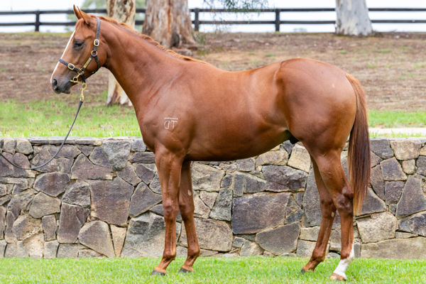 Lot 380 is a strapping colt by the sire of outstanding dual G1 winner Aeliana.