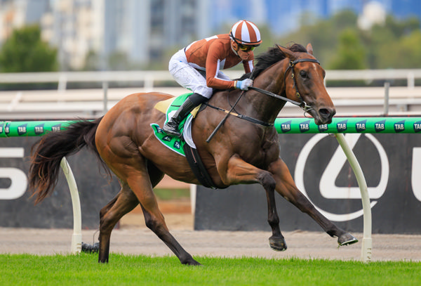 Gin Twist holds an entry for the Golden Slipper - image Grant Courtney
