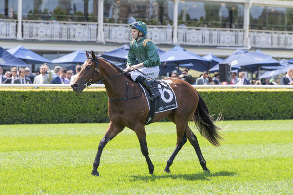 Incognito is the second runner for James Harron Bloodstock partners - image Bradley Photos