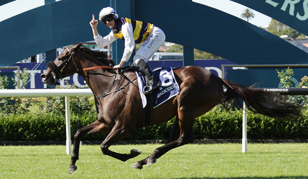 Paradise Storm winning the Gr.2 Trackside Auckland Cup (3200m). Photo: Kenton Wright (Race Images)