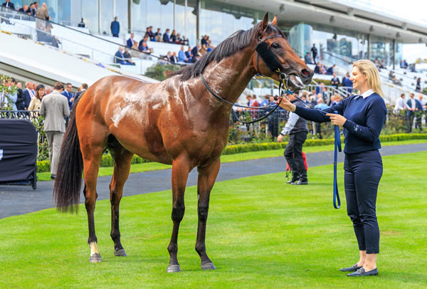 Vinrock is a stunning looking son of I Am Invincible - image Grant Courtney