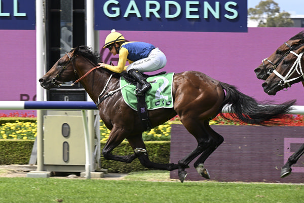 Warwoven is one of two runners in the Ridgmont colours - image Bradley Photos