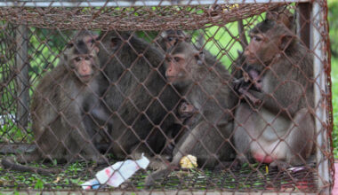 Bangkok Post - Officials hash out ways to curb clashes with macaques