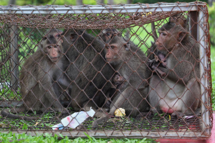 Bangkok Post - Officials hash out ways to curb clashes with macaques
