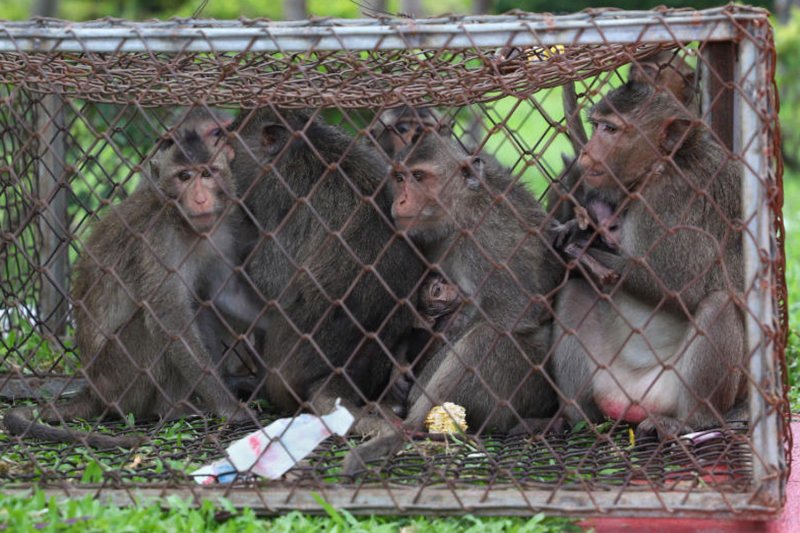 Officials place the macaques under observation after administering anaesthesia in preparation for sterilisation. The animals were trapped in the Soi Thian Thale 22 community, and transported to the Khun Kala Monument in Bang Khunthian district, Bangkok in August 2022. (Bangkok Post file photo)