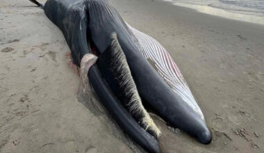 A Massive 40-Foot Whale Washed Ashore in New York City as Experts Track Rising Strandings Along the East Coast
