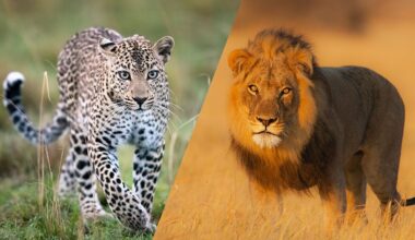 Can big cats interbreed with each other?