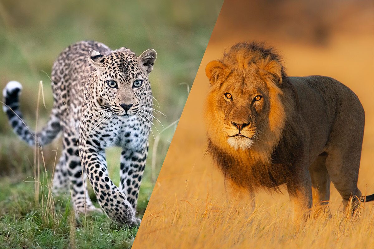 Can big cats interbreed with each other?
