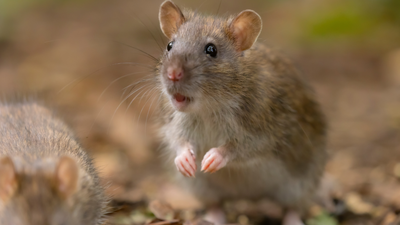 Can mice save astronauts on Mars? Scientists discover surprising fitness solution in space