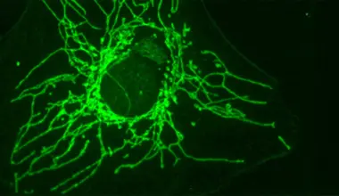 A “mirror” molecule can starve cancer cells without harming healthy cells