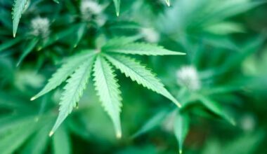 A thousand cannabis plants discovered in Christchurch operation