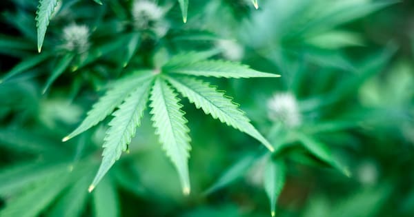 A thousand cannabis plants discovered in Christchurch operation