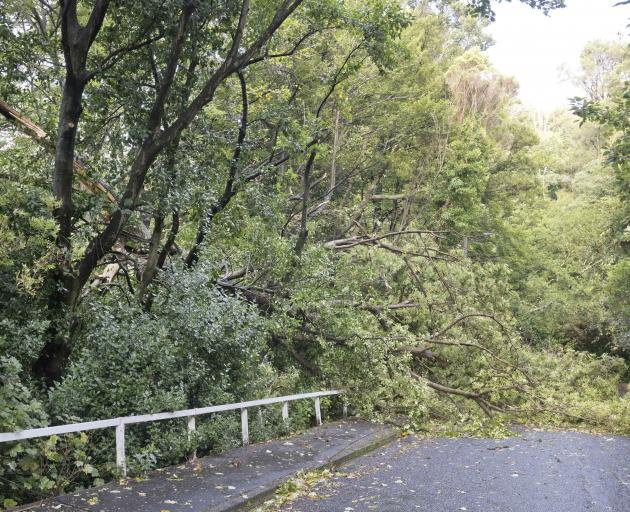 A large tree that splintered in high winds blocks Canongate, near the intersection with...
