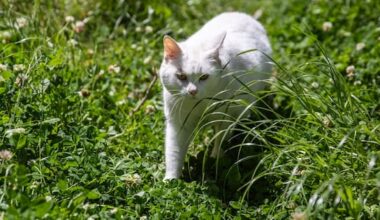 Is pet insurance worth it?