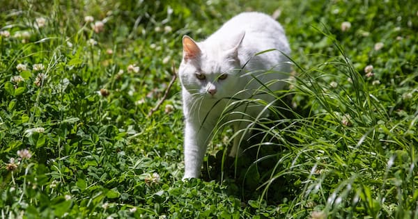 Is pet insurance worth it?