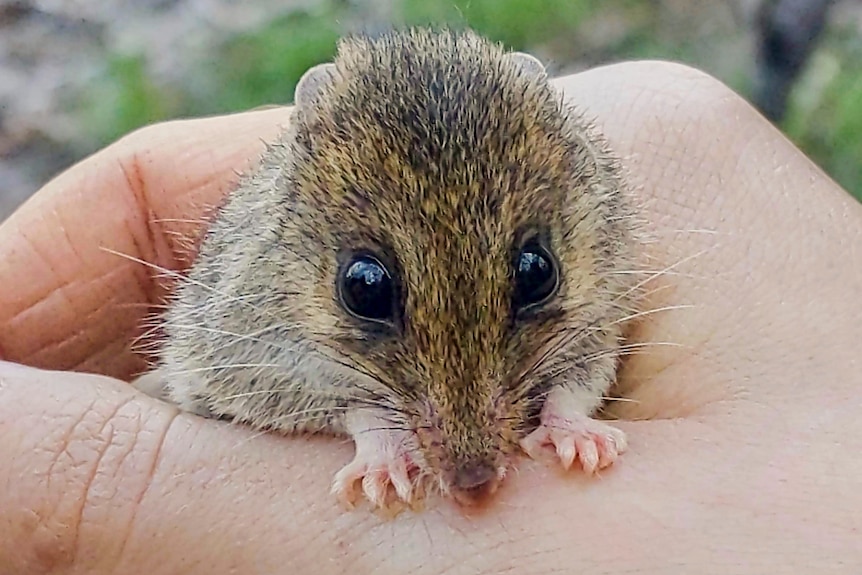 A small mouse-like creature held in a hand.