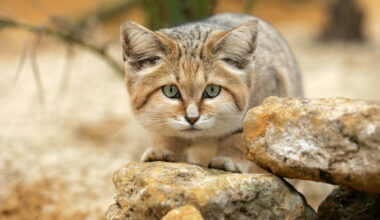 sand cat