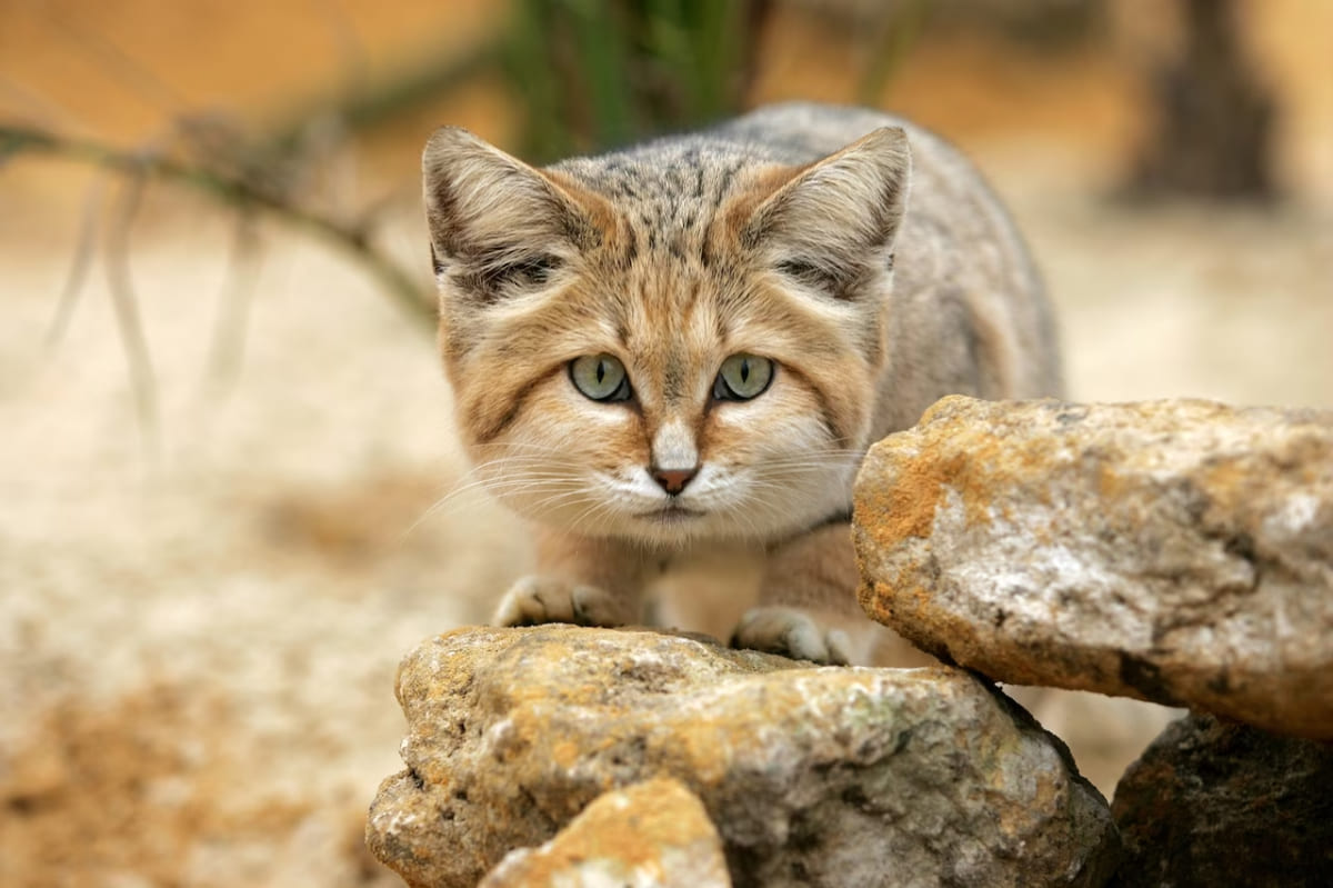 sand cat