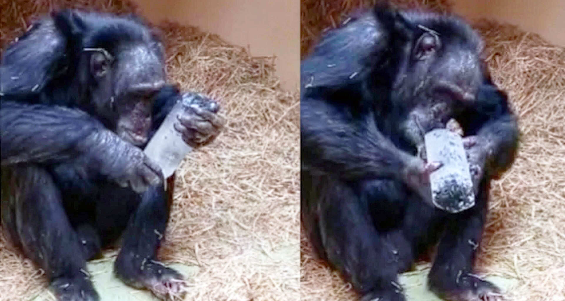 Chimpanzees, like humans, have a strange fascination with crystals
