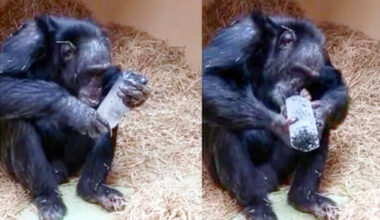 Chimpanzees, like humans, have a strange fascination with crystals