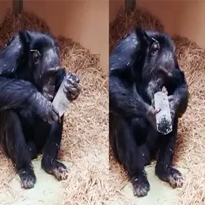 Chimpanzee named Toti attentively observes the quartz crystal during Experiment 1. Credit: García-Ruiz et al., 2026