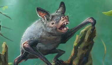 Tiny extinct bat fossil fragments found at Central Otago site