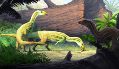 Odd crocodile relative switched from four legs to two as it grew