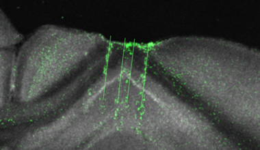 Hippocampus a ‘general-purpose statistical learning machine’