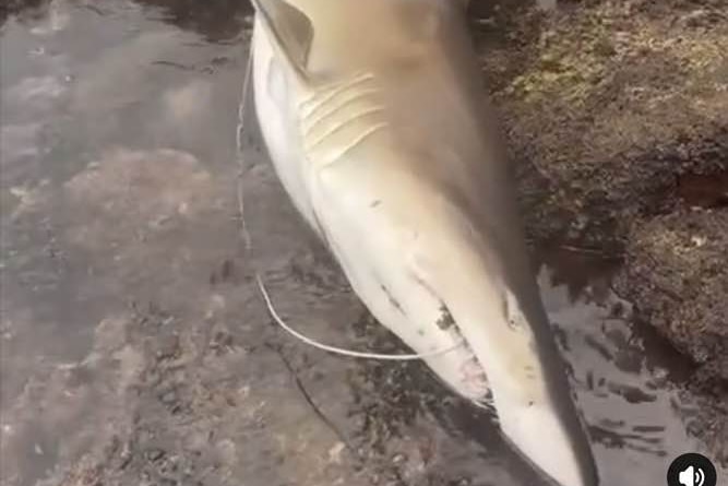A dead shark lying on rocks