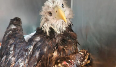 Bald Eagle Rescued from Alligator-Filled Canal After Landing in Florida Yard in ‘Majestic Save’