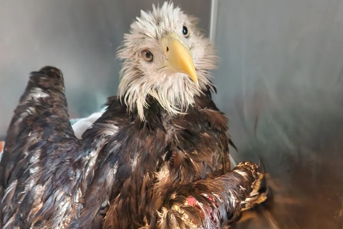 Bald Eagle Rescued from Alligator-Filled Canal After Landing in Florida Yard in ‘Majestic Save’
