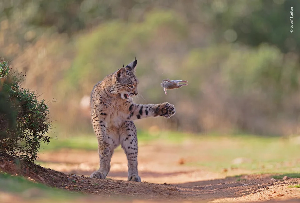 a lynx batting a small rodent