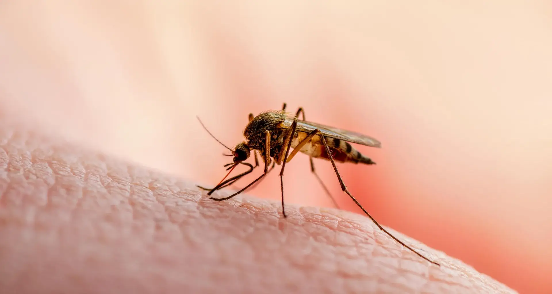 Scientists discover the protein that malaria parasites can’t live without