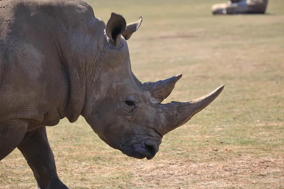 White rhinoceros, Marwell Zoo, Hampshire, U.K.